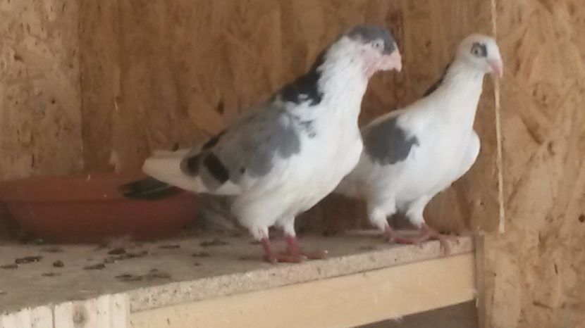  - Galateni pe vanat 2019