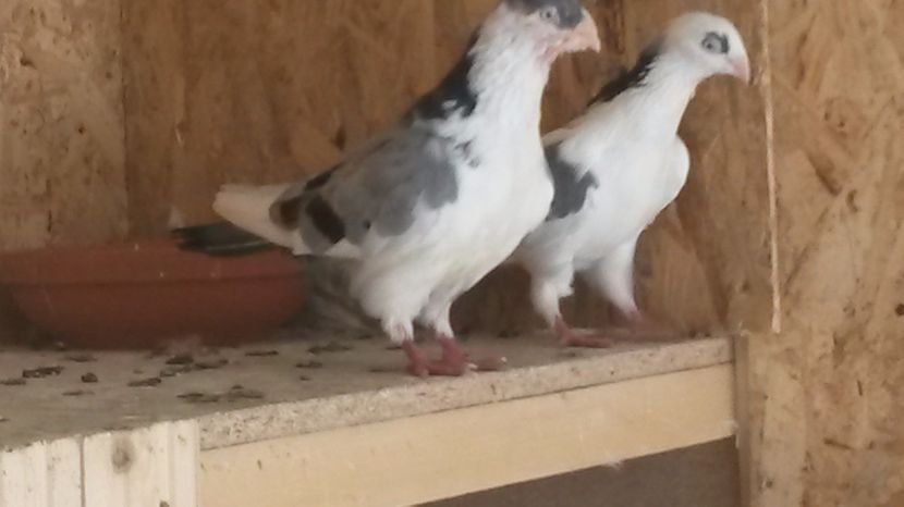  - Galateni pe vanat 2019