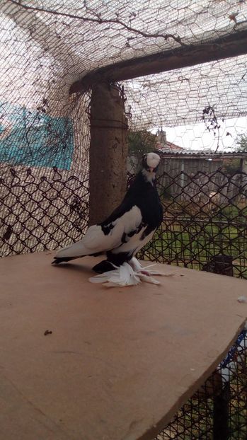  - Puii botosani 2017