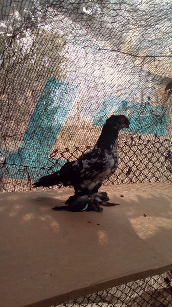  - Puii botosani 2017