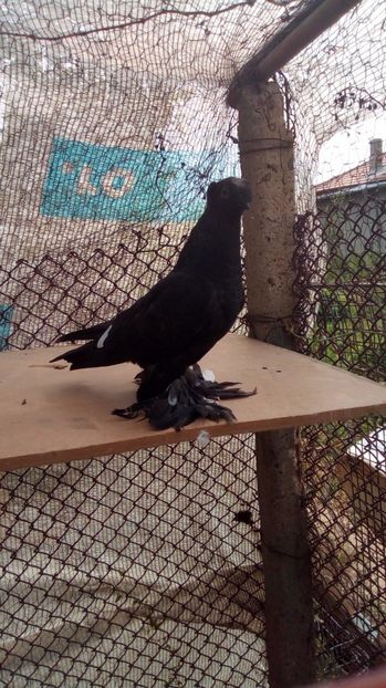  - Puii botosani 2017