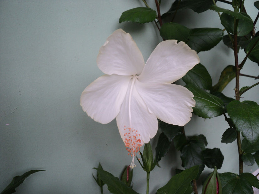 poze 2015 041 - Dainty white - Fiji ?