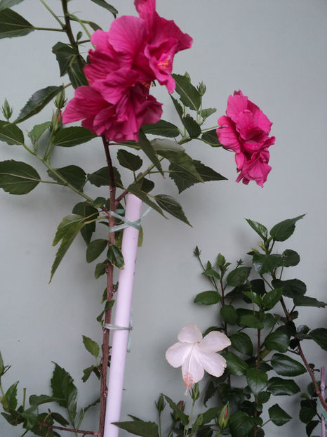 poze 2015 038 - Classic Rosa