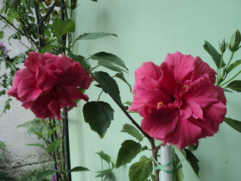 poze 2015 015 - Classic Rosa