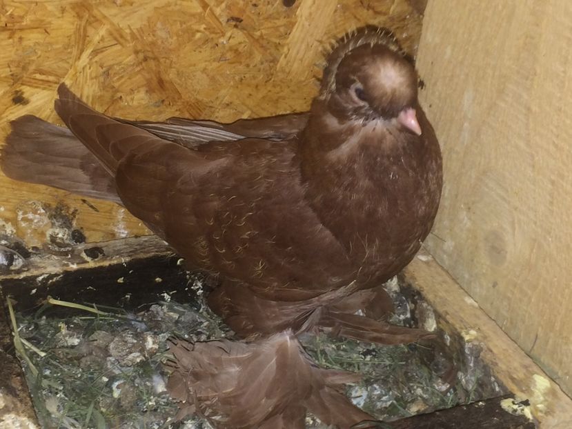 Ultimul rosu - Pui 2017