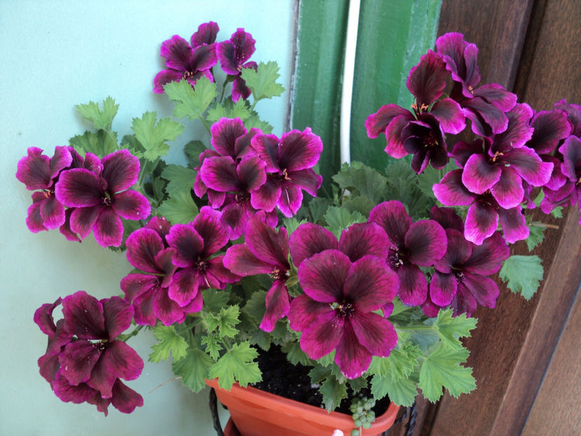 14 aug - Muscate 2017-2018- 2019-2020-2023-2024 - 2025