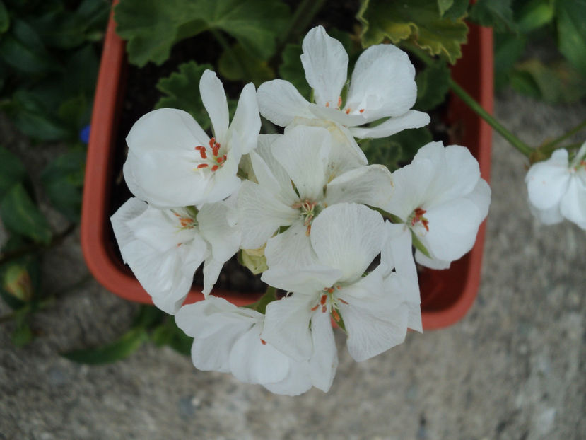 poze 2015 029 - Muscate 2017-2018- 2019-2020-2023-2024 - 2025