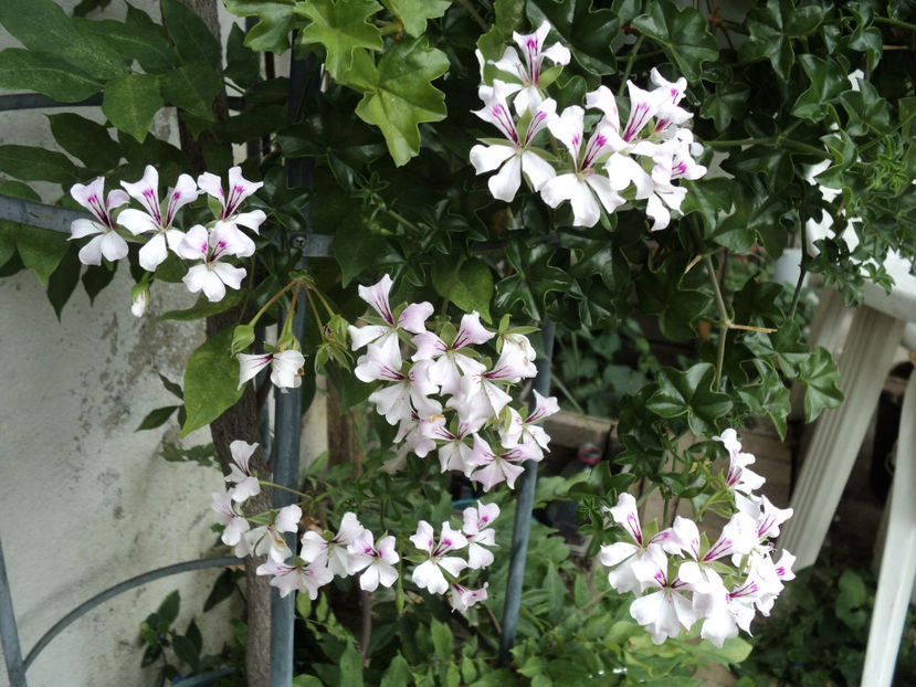 poze 2015 030 - Muscate 2017-2018- 2019-2020-2023-2024 - 2025