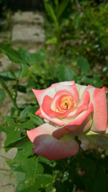 printesa farah - flori 2017