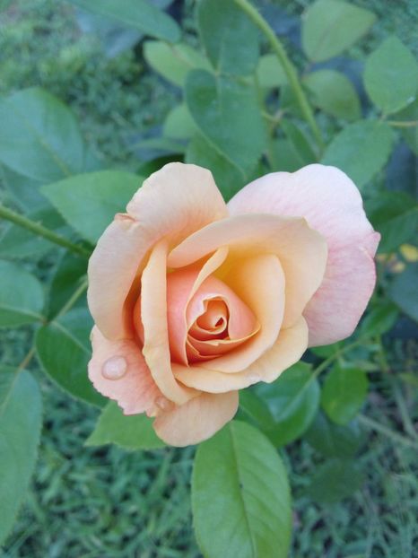  - TRANDAFIRI 2017_2018