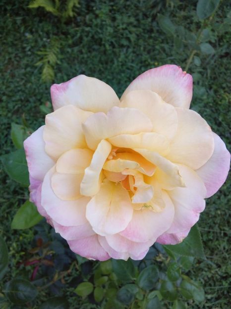  - TRANDAFIRI 2017_2018