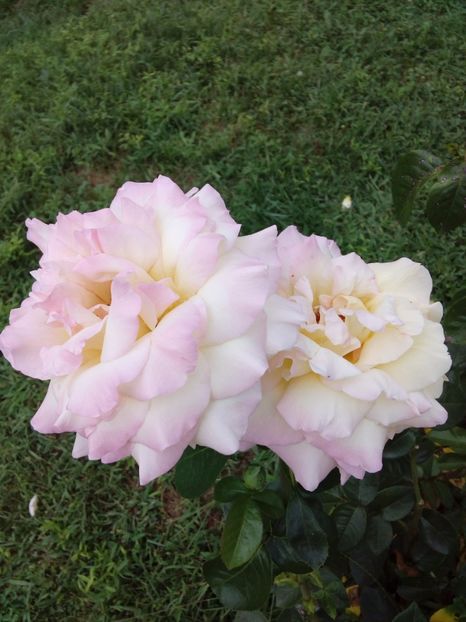  - TRANDAFIRI 2017_2018