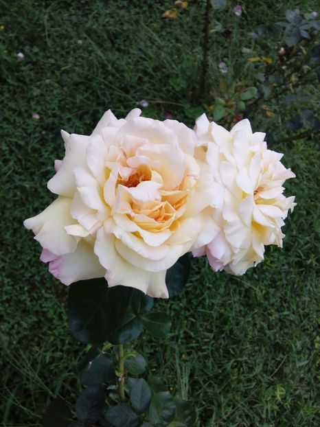  - TRANDAFIRI 2017_2018