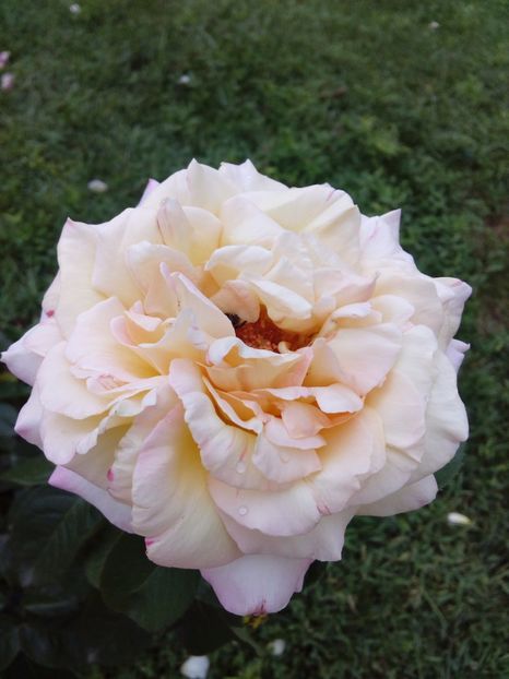  - TRANDAFIRI 2017_2018