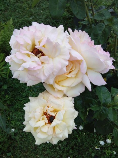  - TRANDAFIRI 2017_2018