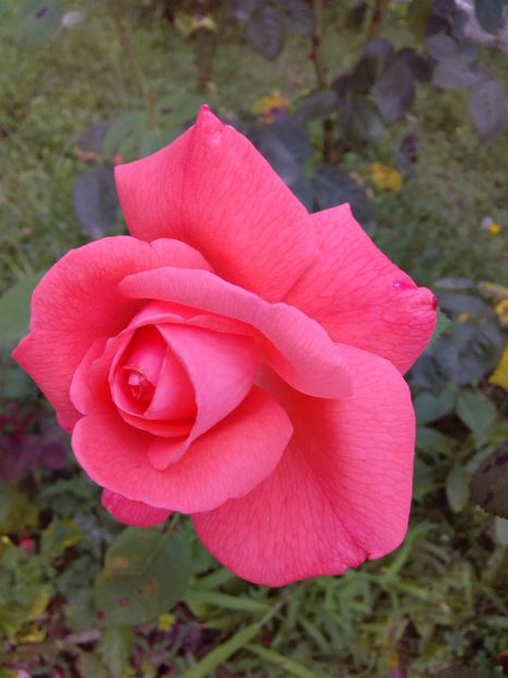  - TRANDAFIRI 2017_2018