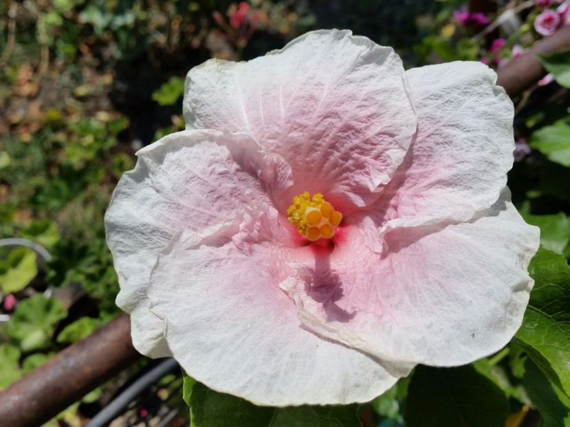 15-08-2017 - Lady Flo