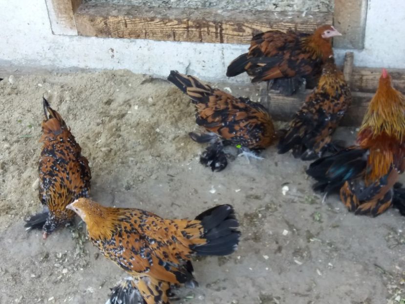  - Tineret mii de flori 2017