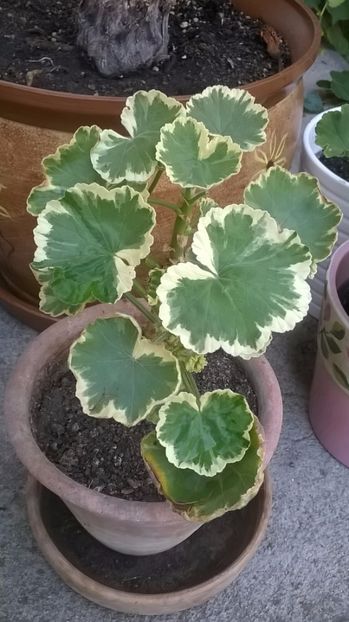 China Red - Mușcate