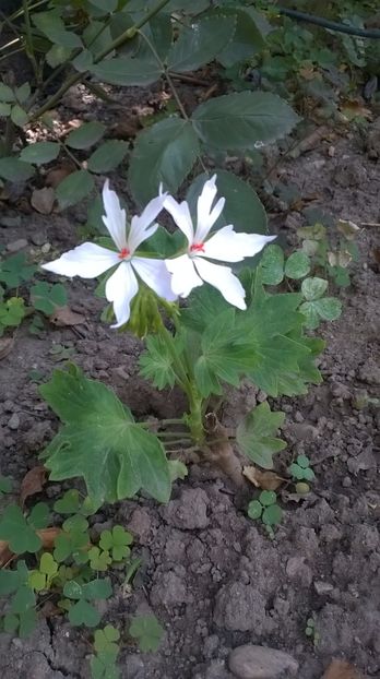 Arctic Star in strat - Mușcate