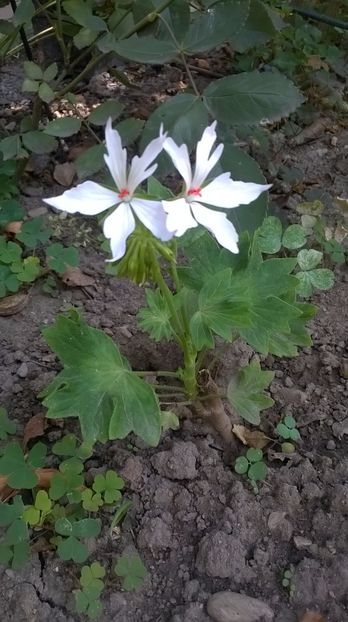 Arctic Star - Mușcate