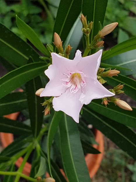 Alsace - August 2017