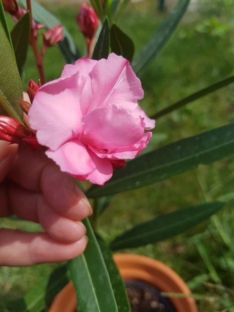 Am o floare batuta roz intens! Ma cunoaste cineva? - August 2017