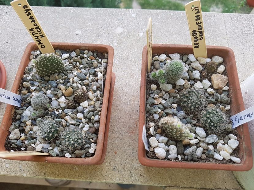 Mix de cactusi - Cactusi si plante suculente 2017-2018-2019