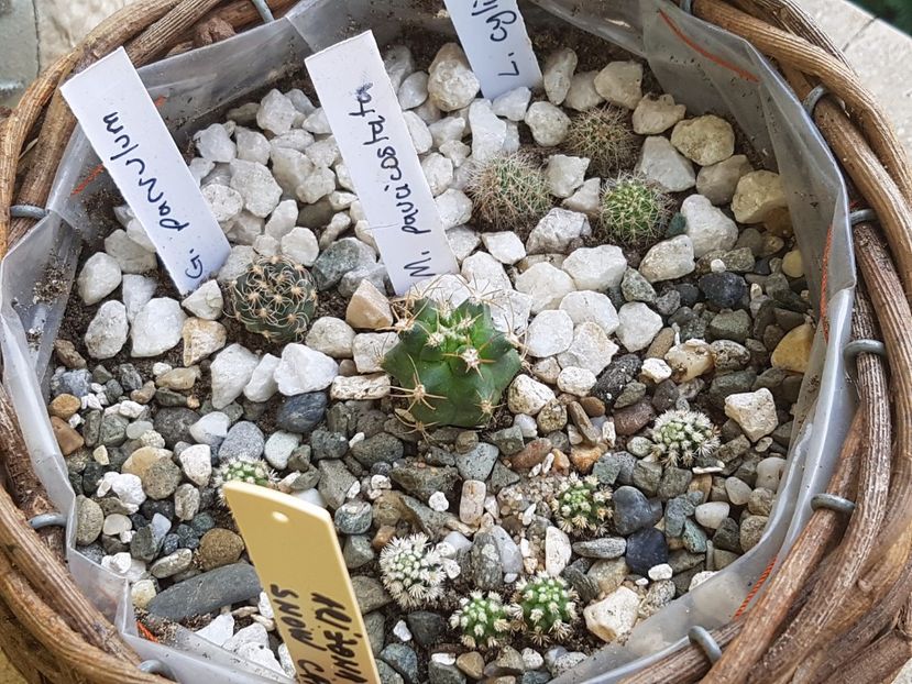  - Cactusi si plante suculente 2017-2018-2019
