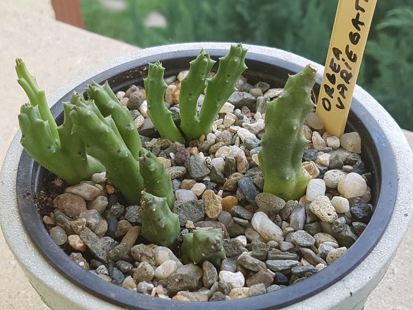 Orbea variegata - Cactusi si plante suculente 2017-2018-2019