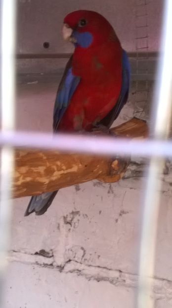  - De vanzare papagali rosella penant pui inelati 2017