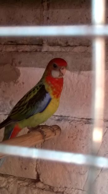  - De vanzare papagali rosella penant pui inelati 2017