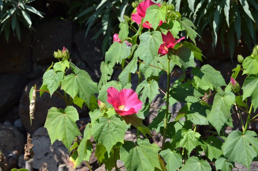  - Melbourne oras si Gradina Botanica Regala