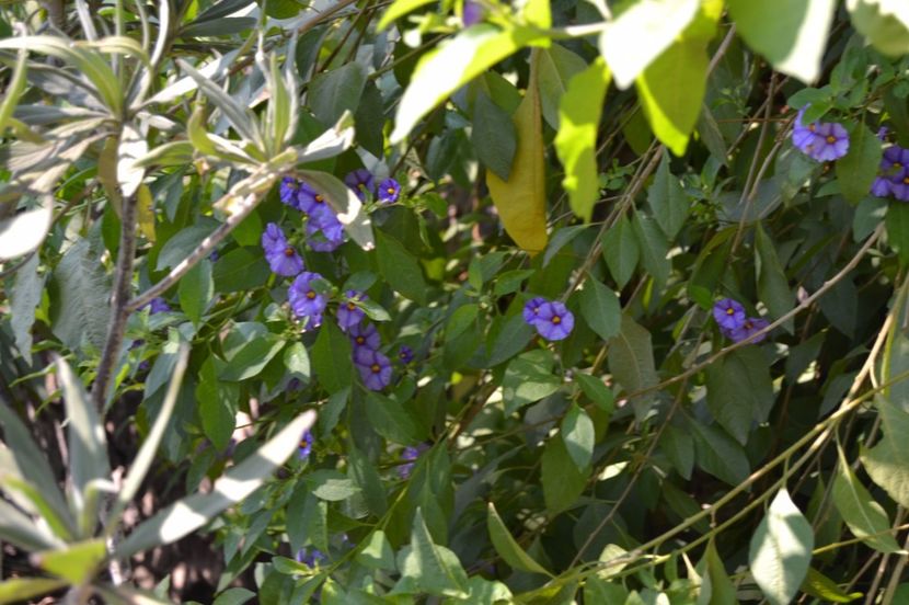  - Melbourne oras si Gradina Botanica Regala