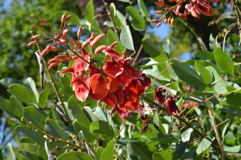  - Melbourne oras si Gradina Botanica Regala