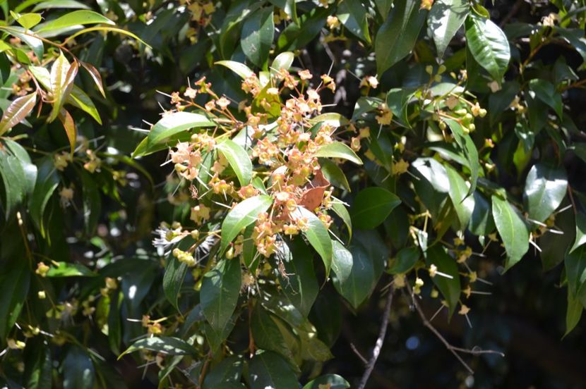  - Melbourne oras si Gradina Botanica Regala