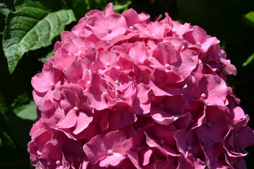  - Melbourne oras si Gradina Botanica Regala