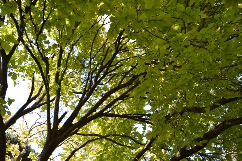  - Melbourne oras si Gradina Botanica Regala