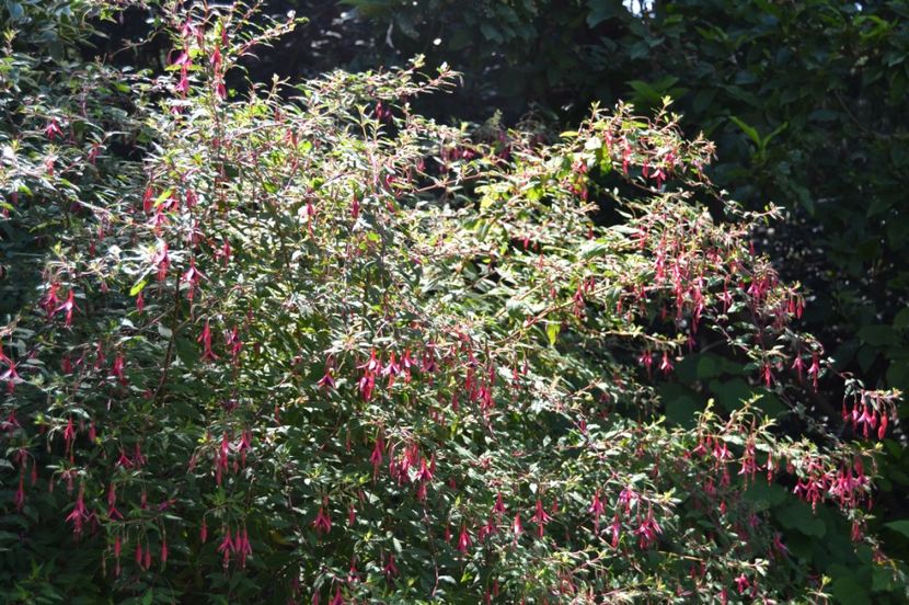  - Melbourne oras si Gradina Botanica Regala