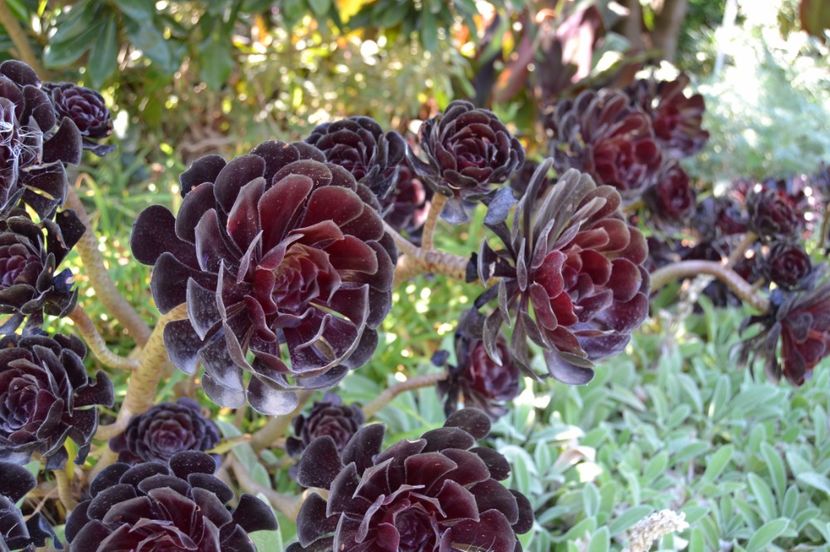  - Melbourne oras si Gradina Botanica Regala