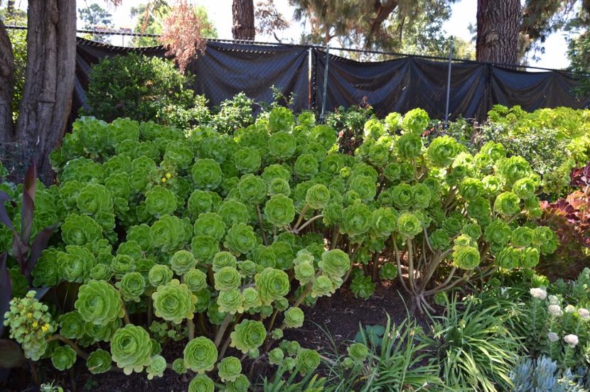  - Melbourne oras si Gradina Botanica Regala