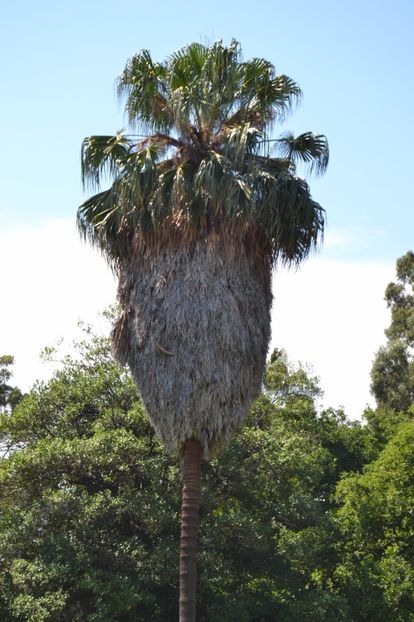  - Melbourne oras si Gradina Botanica Regala