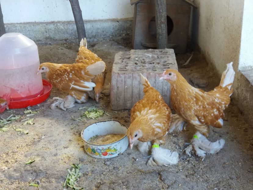  - Tineret mii de flori 2017