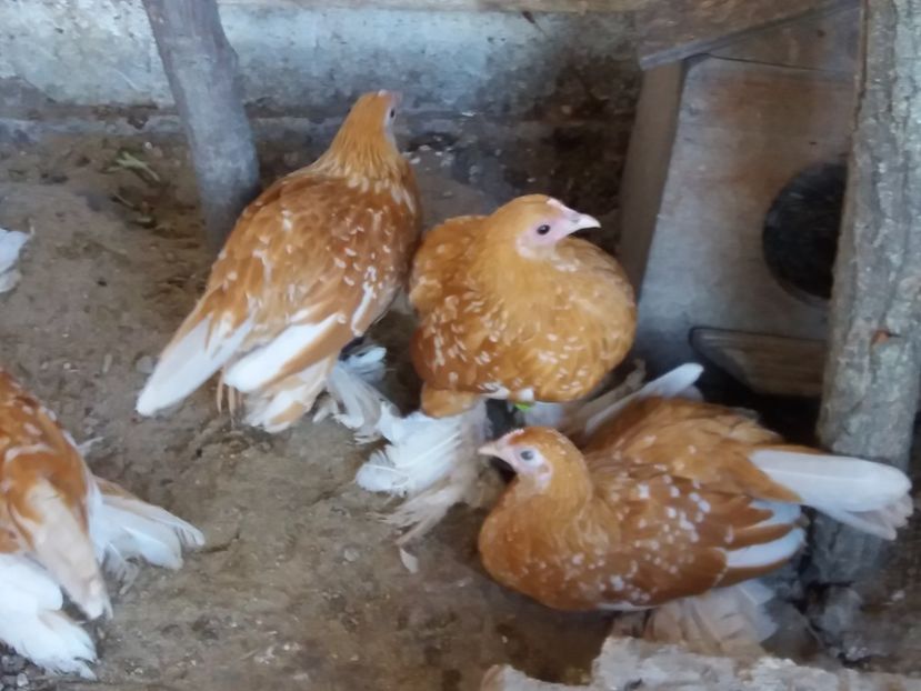  - Tineret mii de flori 2017