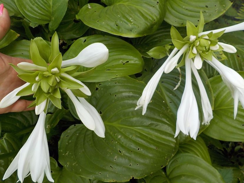  - hosta