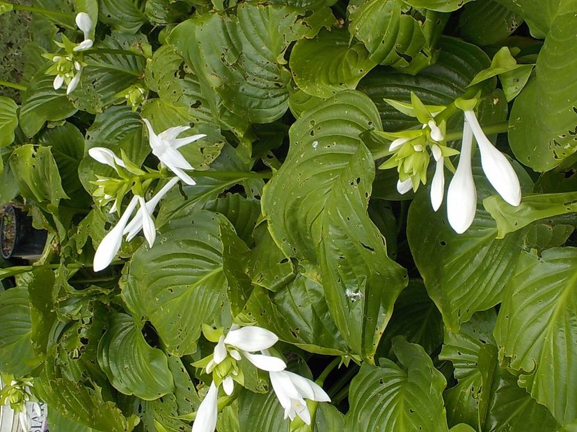  - hosta