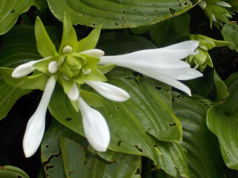 - hosta