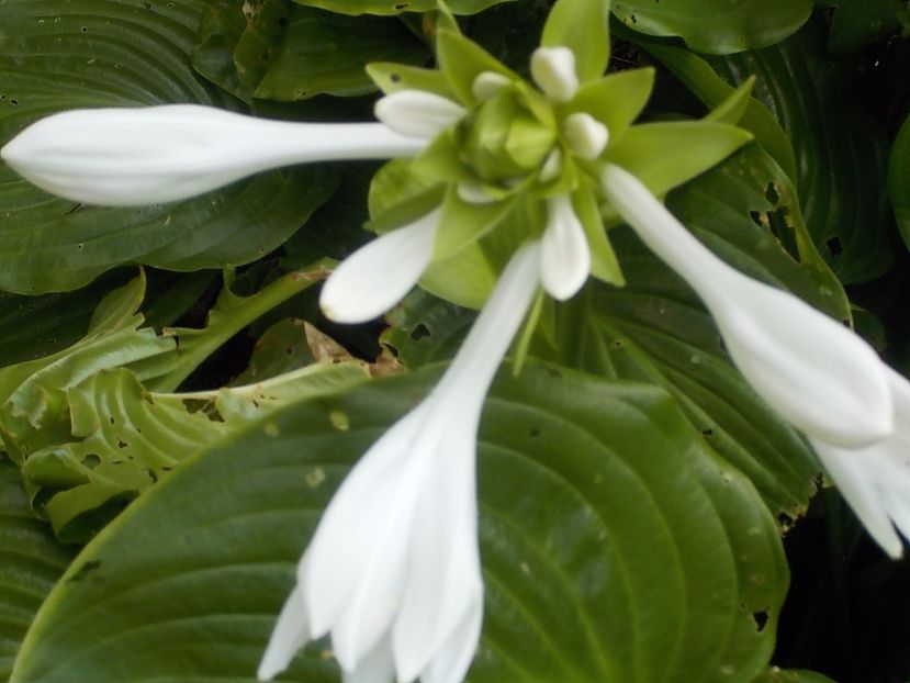  - hosta
