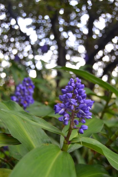  - Royal Botanic Gardens Sydney