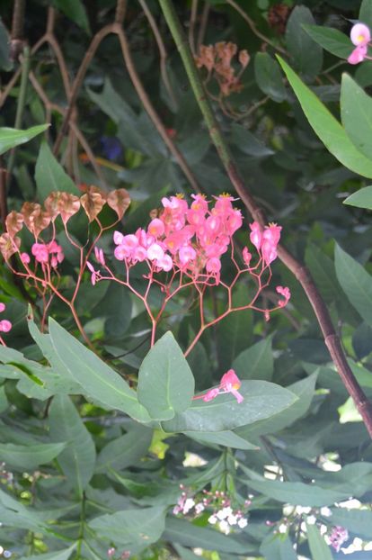  - Royal Botanic Gardens Sydney